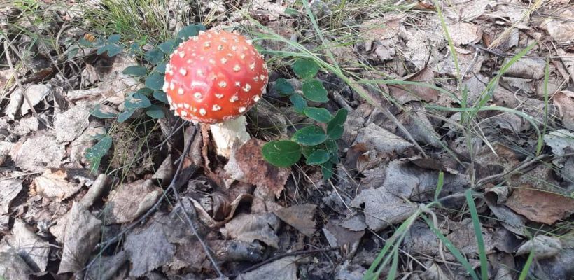 Легально, но смертельно: в Якутске продают ядовитые мухоморы