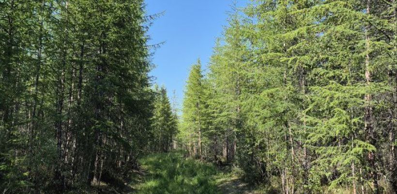 На уничтожение медведей в Среднеколымском районе выехала бригада охотников