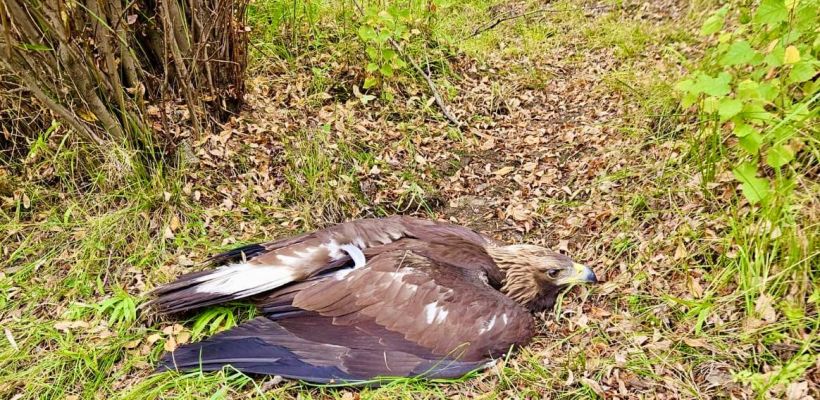 В Хангаласском районе местными жителями спасена редкая краснокнижная птица