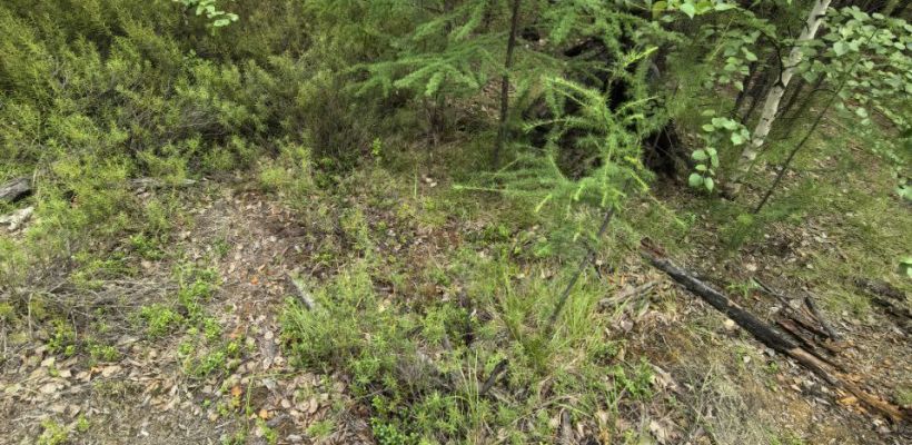 На Вилюйском тракте потерялась женщина