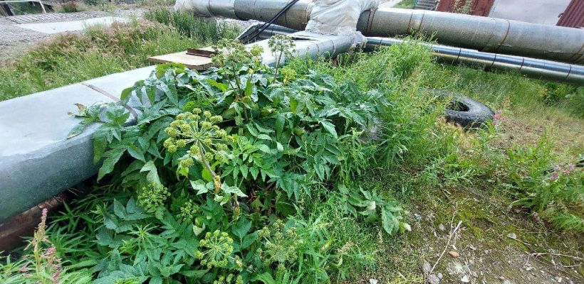 Вредоносный борщевик распространяется по Арктике