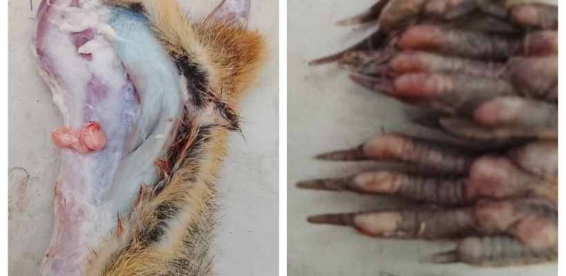 «Пробовали евражек с других деревень, но вкус не тот». В якутской деревне едят грызунов с детства