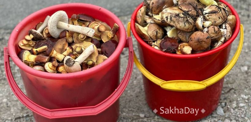 Якутские спасатели утверждают, что грибы – основная причина пропажи человека в лесу