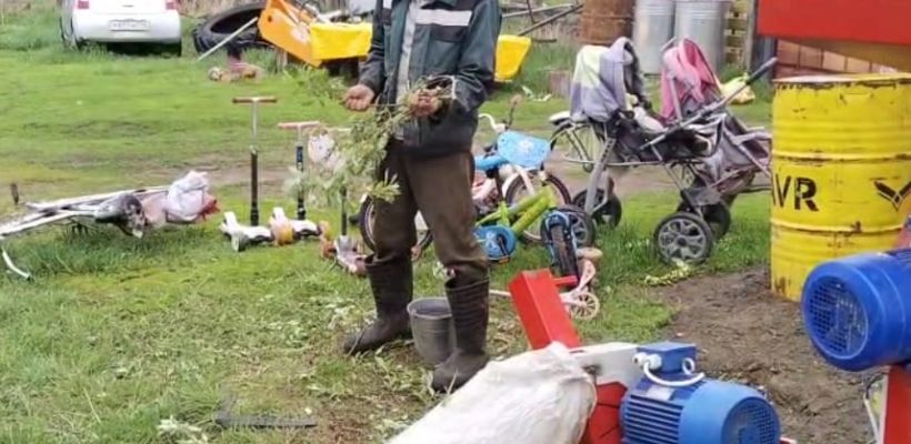 Фермер из Хангаласского улуса кормит своих коров тальниковой мукой