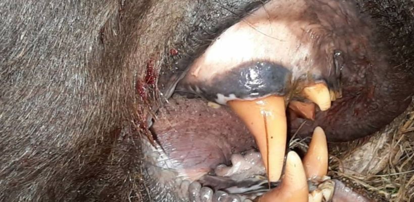 Подробности трагедии в Среднеколымском районе: медведь пробрался в избушку и напал на рыбака