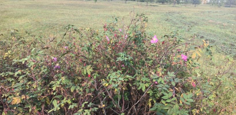 Народный прогноз: осень в Якутии будет длинной