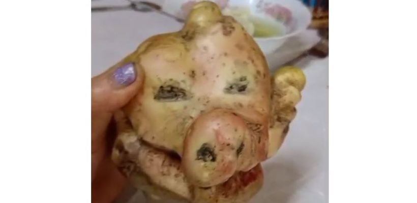 Видеофакт: В Олекминском районе вырос картофельный "черт"