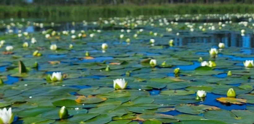 Фотофакт: Белый лотос по-якутски