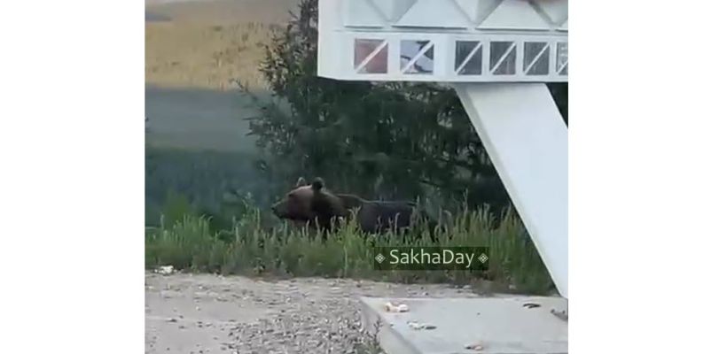 "А все из-за оладушек!". Якутянка рассказала, как "чуть не стала ужином медведя"