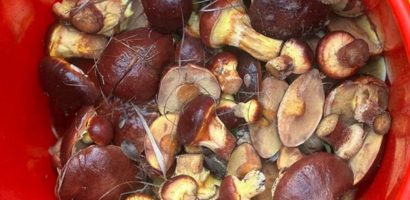 Якутяне в погоне за грибами забывают про опасное заболевание – ботулизм