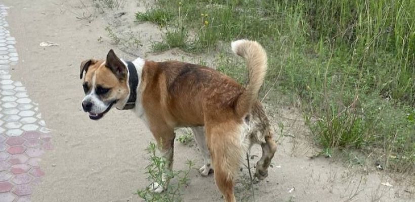 На Якутск приходится половина всех выловленных собак в республике