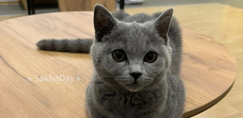 В Якутске открылось первое антикафе с кошками