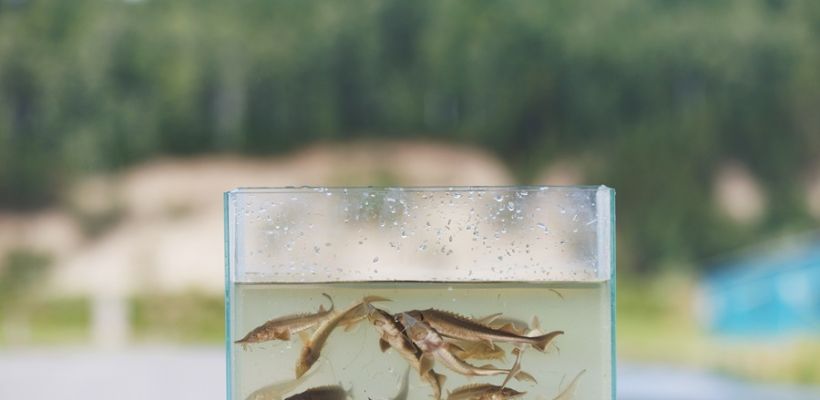 «Газпромнефть-Заполярье» пополнило реки сотнями тысяч мальков осетра