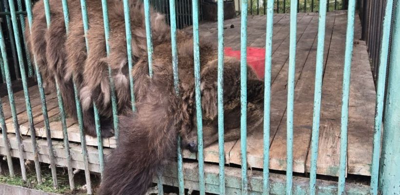 Зоопарк «Орто Дойду» обязали улучшить условия содержания бурых медведей