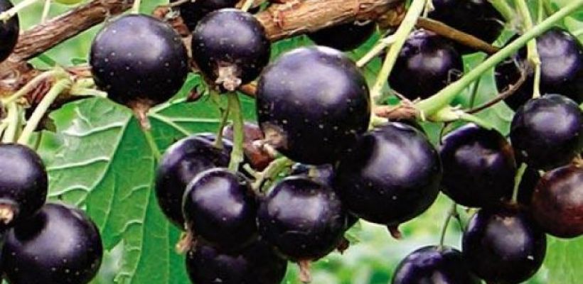 В МВД проведут проверку по заявлению о краже элитных ягод в Ботсаду в Якутске