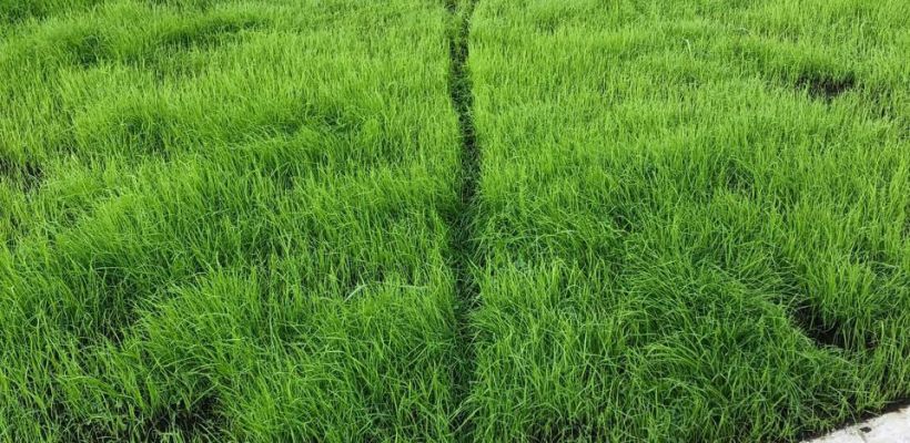 Мэр Якутска попросил не ходить по газону!