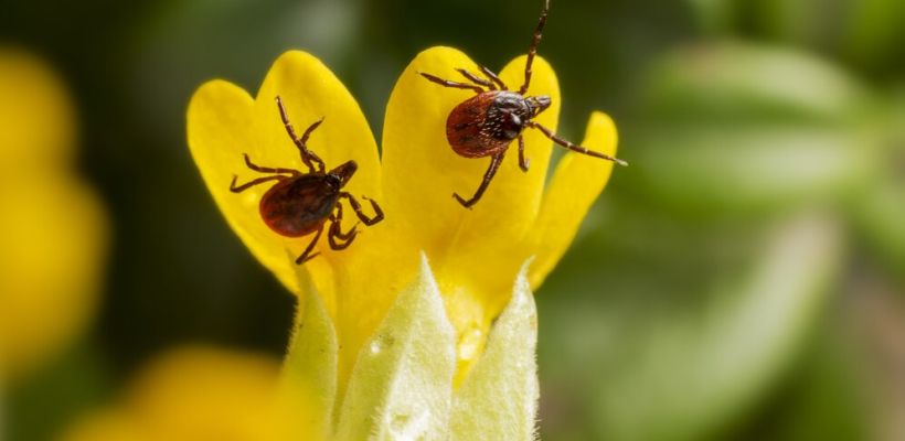 Более 600 случаев укусов клещами зарегистрировано в Якутии