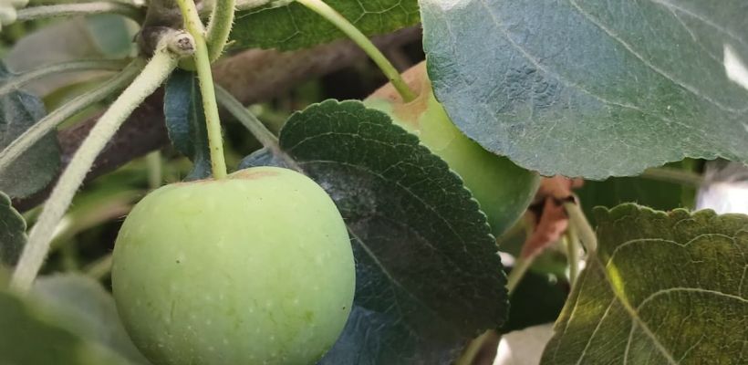 В Верхоянске собрали первый урожай яблок