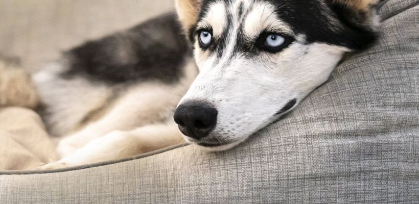 В Якутске вынесен приговор женщине, натравившей на участкового хаски