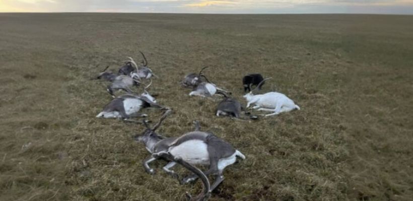 12 оленей погибли от удара молнии в Анабарском улусе