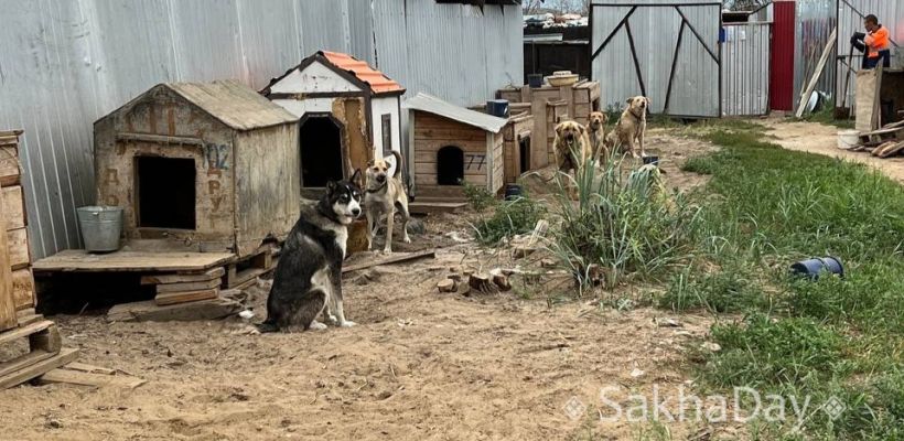В Якутске волонтеры «борются» с руководством приюта для беспризорных животных из-за графика работы