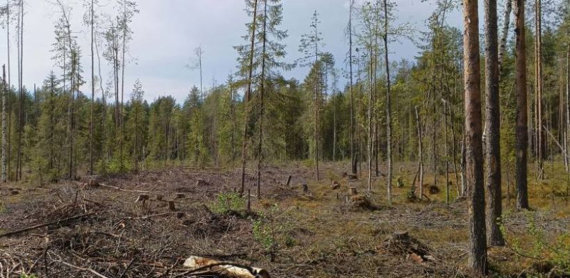 В Верхоянском районе осужден депутат за незаконную рубку лиственниц