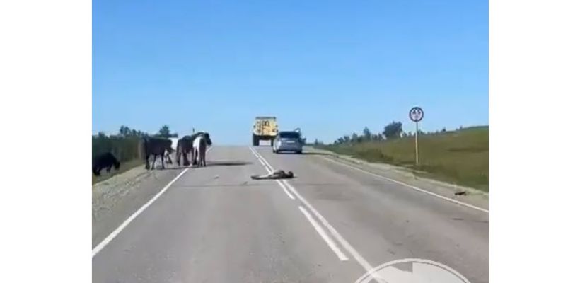 В Хангаласском улусе зафиксировано 10 ДТП с участием животных