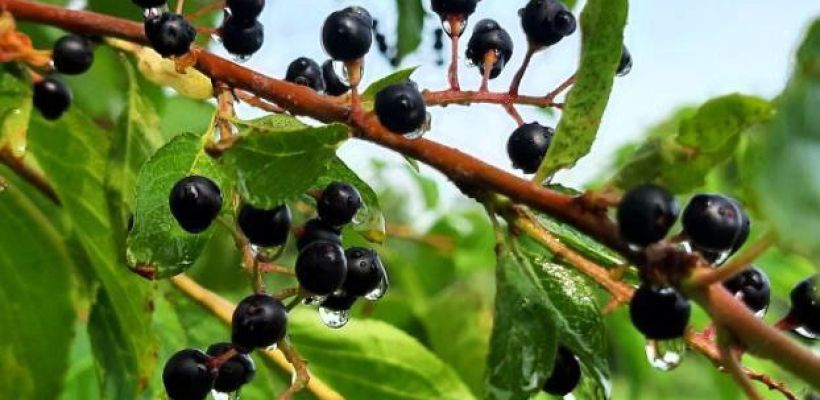 Горожане стоят в очередях за саженцами деревьев и кустарников в Ботсаду СВФУ