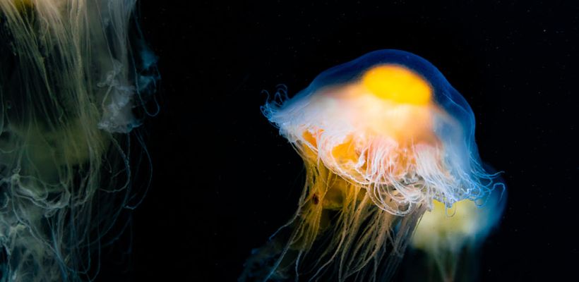 «Не все так страшно»: семья из Якутска опровергла слухи о тяжелых последствиях после ожога медузы в Таиланде