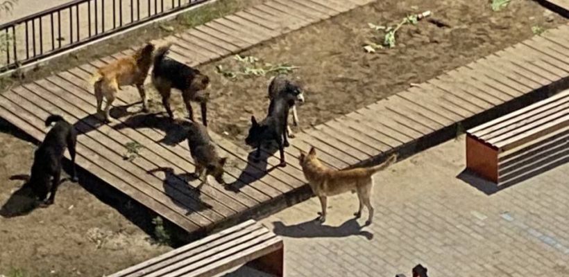 Осенью Якутск могут заполонить бродячие собаки