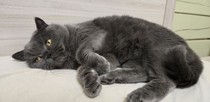 Кого спасешь от пожара: своего питомца или чужого ребенка?