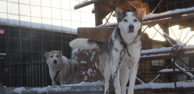 В Якутии 463 владельца собак привлечены к ответственности за нарушение правил в 2025 году
