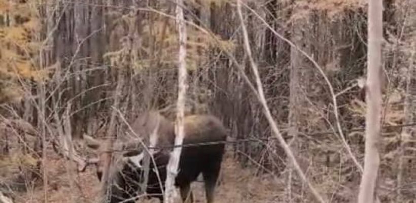 В Якутии сбой интернета произошел из-за лося?