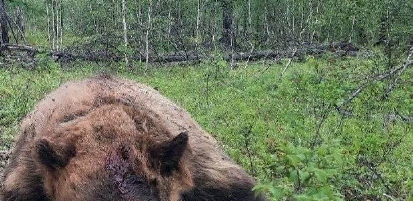 В Амгинском улусе опасаются появления медведей-шатунов