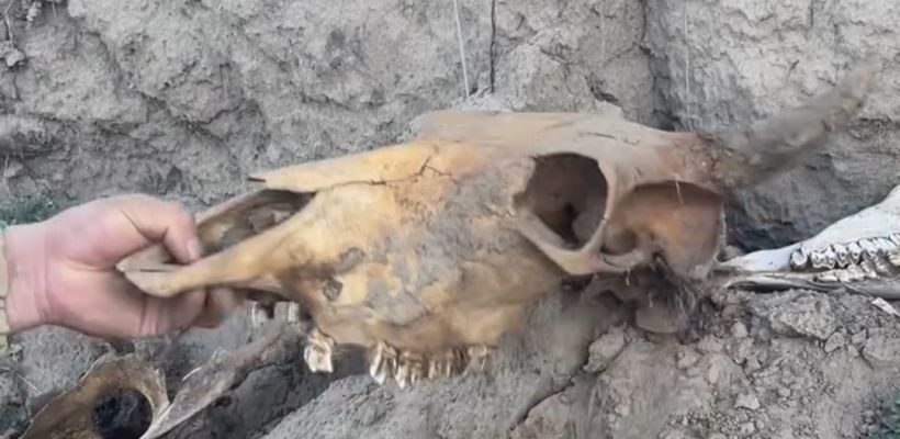 В Хатассах рыбаки нашли останки древней коровы