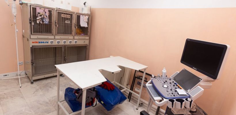 "Вцепилась в волосы, крича проклятия и угрозы расправы".  Клиника «Ветполис» опубликовала ответ на обвинения в конфликте с волонтером