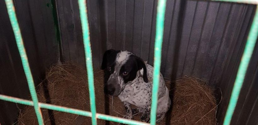 2 млн рублей изыскали на содержание собак в приюте Якутска