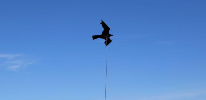 Осень – время перелёта птиц, а для Аэропорта Якутск   – время усиленной защиты!