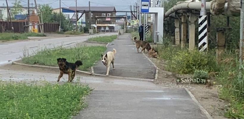 В Якутии расследуются дела о нападениях безнадзорных животных: граждан призывают сообщать о них