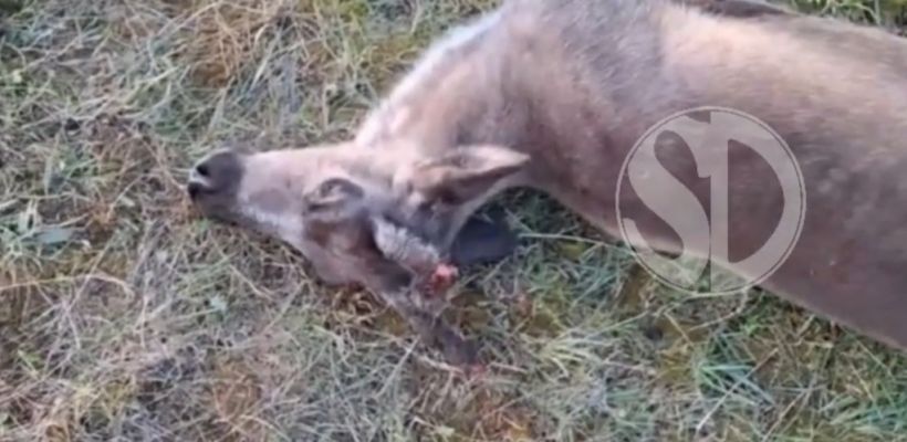 В Момском улусе олени умерли от неизвестной болезни. Министр сельского хозяйства поручил разобраться