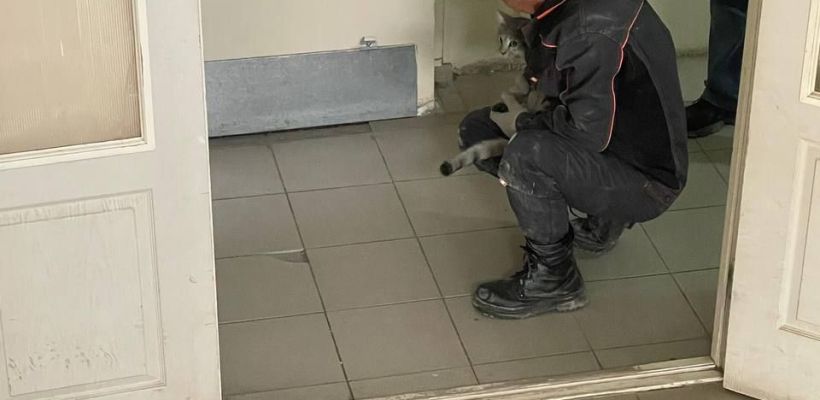 В Якутске кот просидел неделю в вентиляционной шахте многоквартирного дома