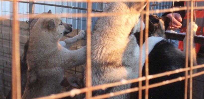 Верховный суд Якутии разрешил спор о доступе волонтеров в приют «Помоги выжить»