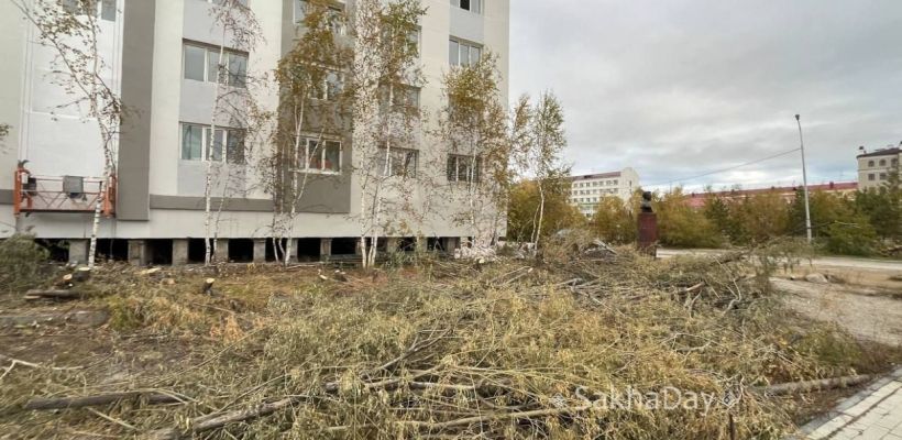 В Якутске после жалоб на вырубку деревьев у школы № 1 выявили нарушителя