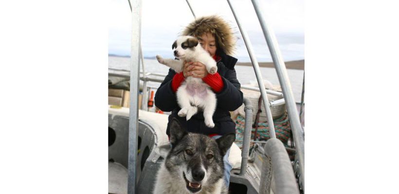 История якутской лайки. В память о повелителе льдов