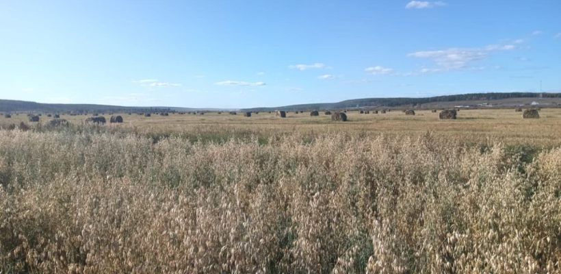 В Оймякон везут первые стога сена для пострадавших от паводка