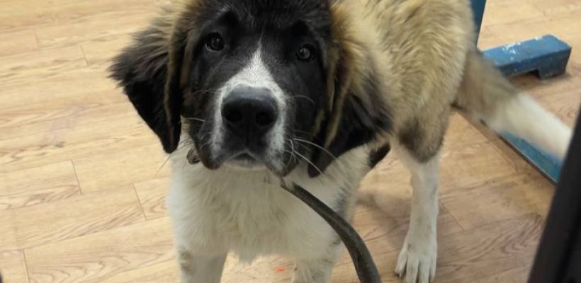 В Якутске денег на содержание безнадзорных собак хватит до конца недели