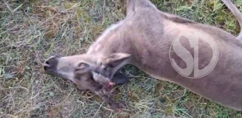 Олени на Севере гибнут от неизвестной болезни