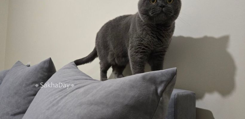 Нужно ли застраивать Якутск? На чаше весов дефицит жилья и банкротство застройщиков