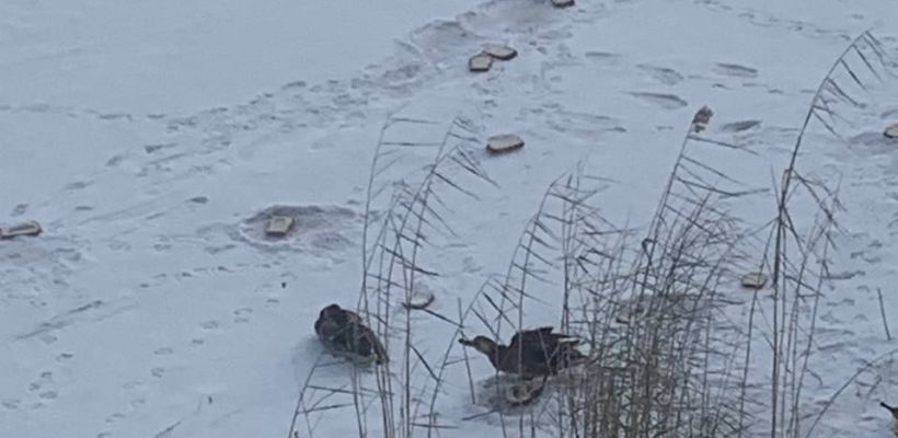 Фотофакт. Сидят на хлебе и не улетают: утки встречают зиму в Якутске на озере Сайсары