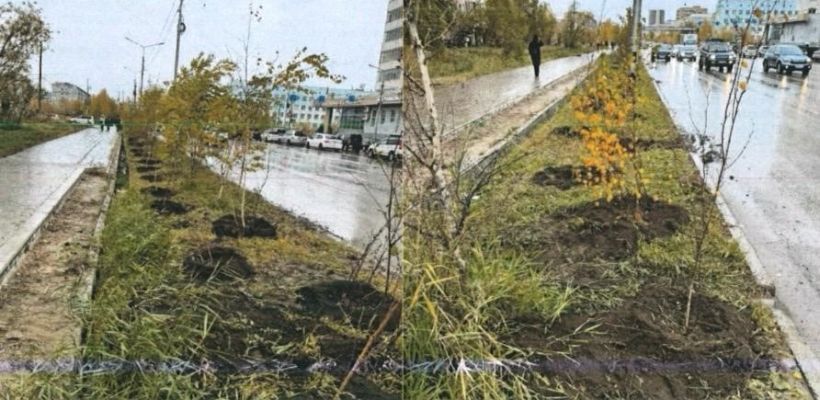 Подрядчик дорожного ремонта высадил деревья по улице Пояркова в Якутске